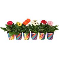 Gerbera varieties 2+ flowers in paperclip cup