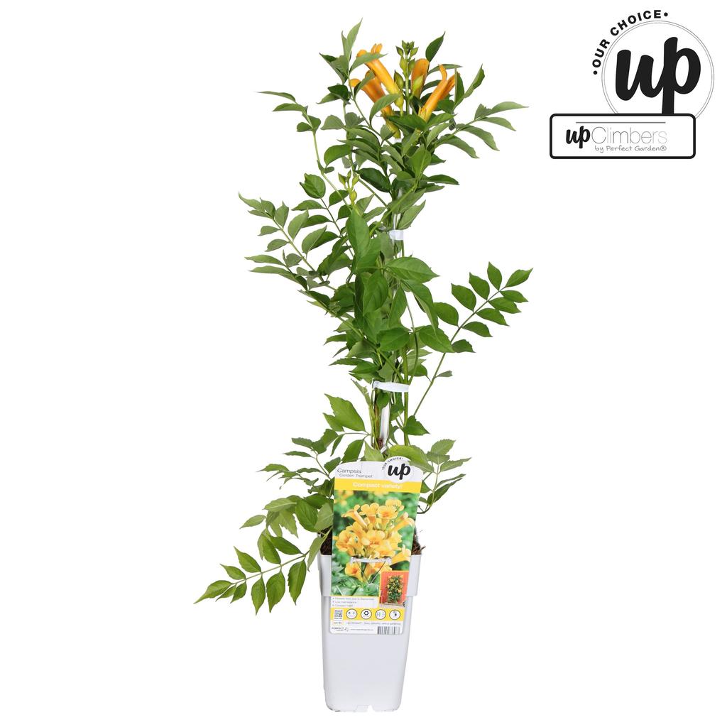Picture of Campsis tag. Golden Trumpet P15