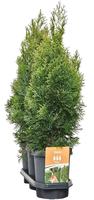 Hedgeline Thuja occ. Smaragd