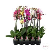 Phalaenopsis hybrid in varieties A2 quality