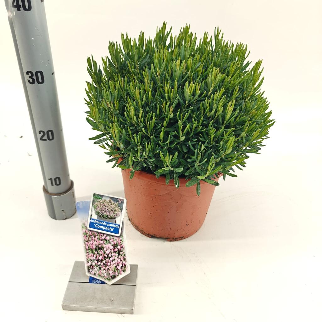 Picture of Andromeda pol. Compacta P23 (5 Ltr)