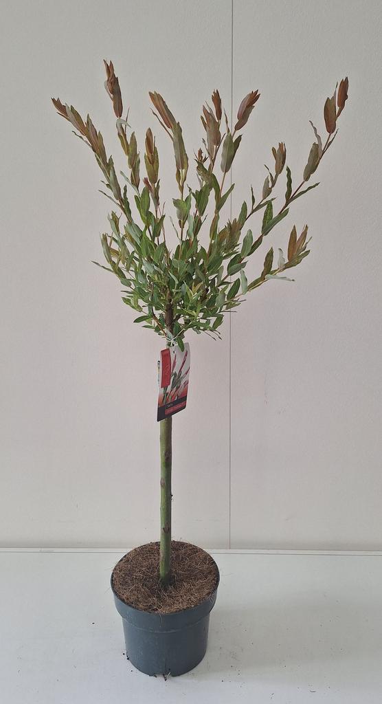 Picture of Salix integra Flamingo P17 (2 Ltr) 30/STD