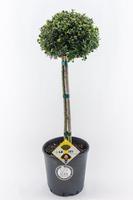 Ilex cr. Dark Green