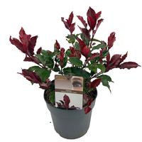 Photinia fras. Magical Volcano