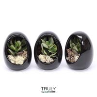 Crassula in varieties TRULY Egg black