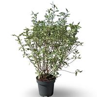 Cornus alba Elegantissima