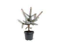 Picea pungens Hoopsii