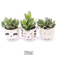 Crassula in varieties TRULY Animal Grey
