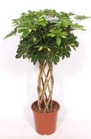 Schefflera Gold Capella
