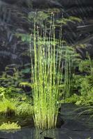 Scirpus tab. Zebrinus