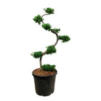 Larix kaempferi