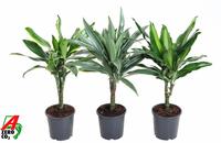 Dracaena stem 15cm