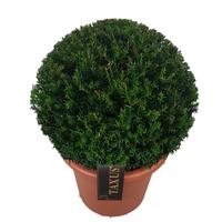 Taxus baccata