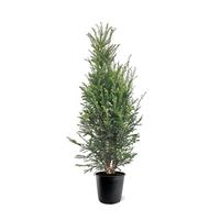 Taxus baccata (zonder etiket)