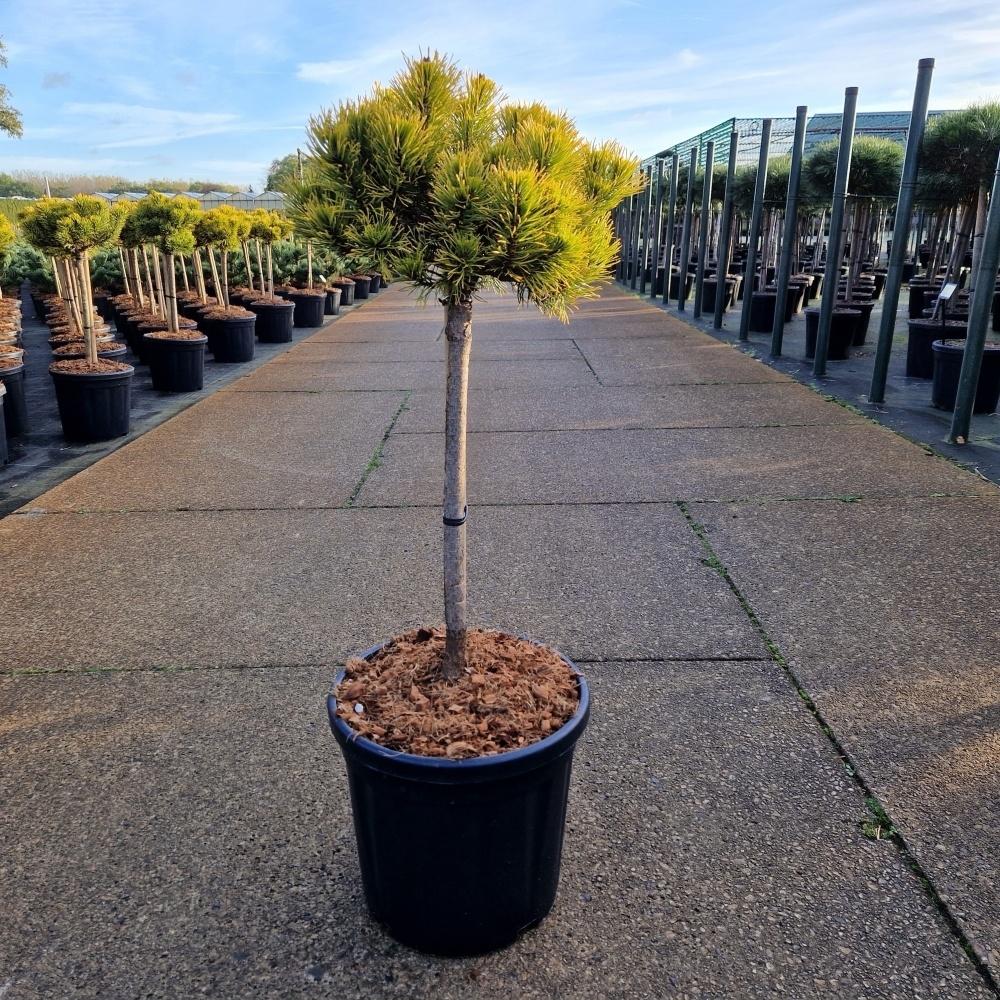 Picture of Pinus mugo Carsten's Wintergold C18 40/STD-40/HEAD