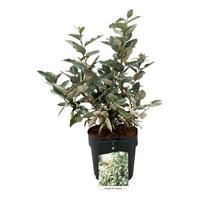 Elaeagnus ebb. Compacta
