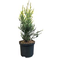 Sequoia s. Adpressa