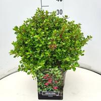 Escallonia Red Dream