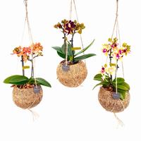 Kokodama Phalaenopsis hybrid 2 spikes