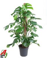 Monstera deliciosa Moss Stick