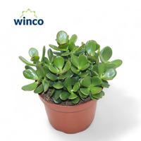 Crassula Minor