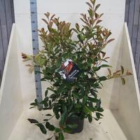Photinia fras. Red Robin