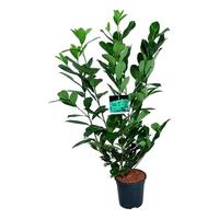 Prunus laur. Rotundifolia