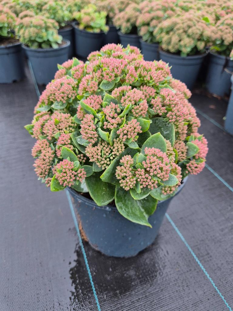 Picture of Sedum telephium Seduction Green Leaves Rose P17 (2 Ltr)