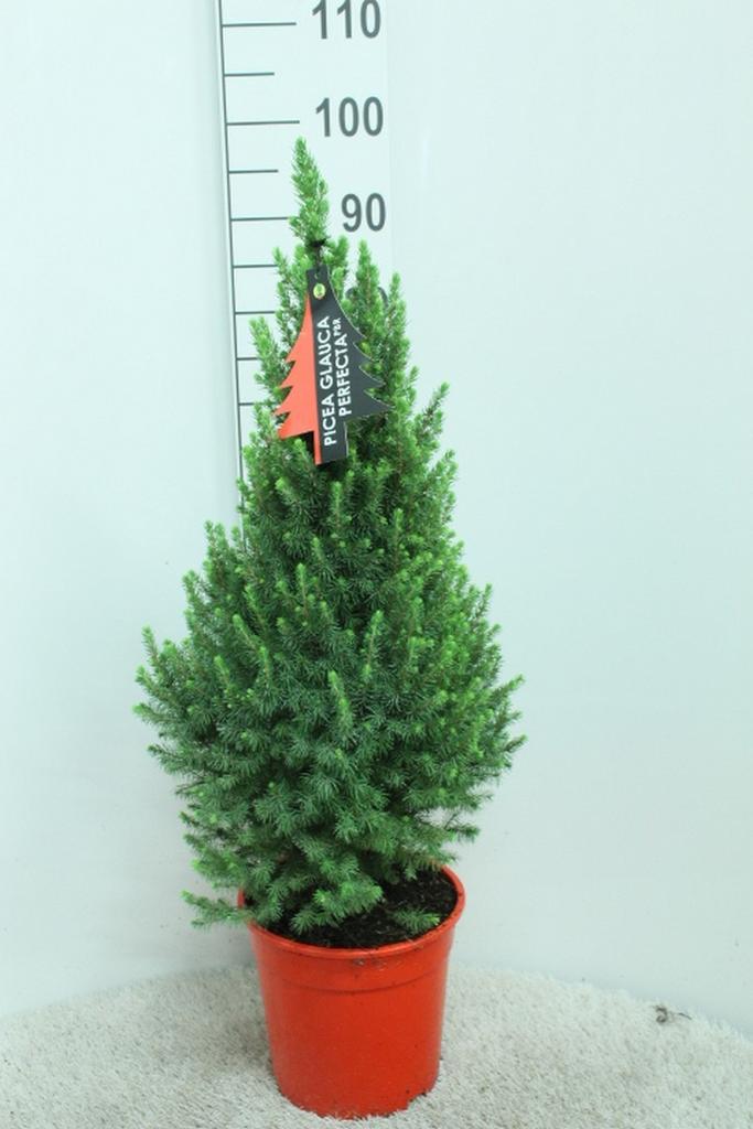 Bild von Picea glauca Perfecta P24 (6 Ltr) 90/CM-INCL-POT/POTGROWN