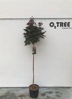 Acer plat. Crimson Sentry