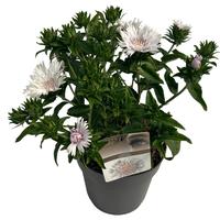 Stokesia laev. Alba