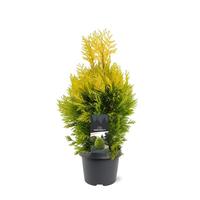 Thuja pl. 4ever Goldy
