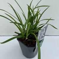 Carex mor. Irish Green