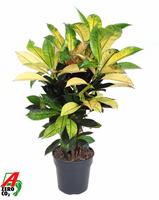 Codiaeum Mrs Iceton branched