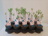 Salix grac. Mount Aso