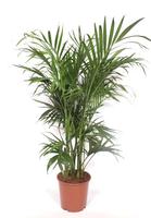 Chamaedorea cataractarum STELLA PALM or CAT PALM