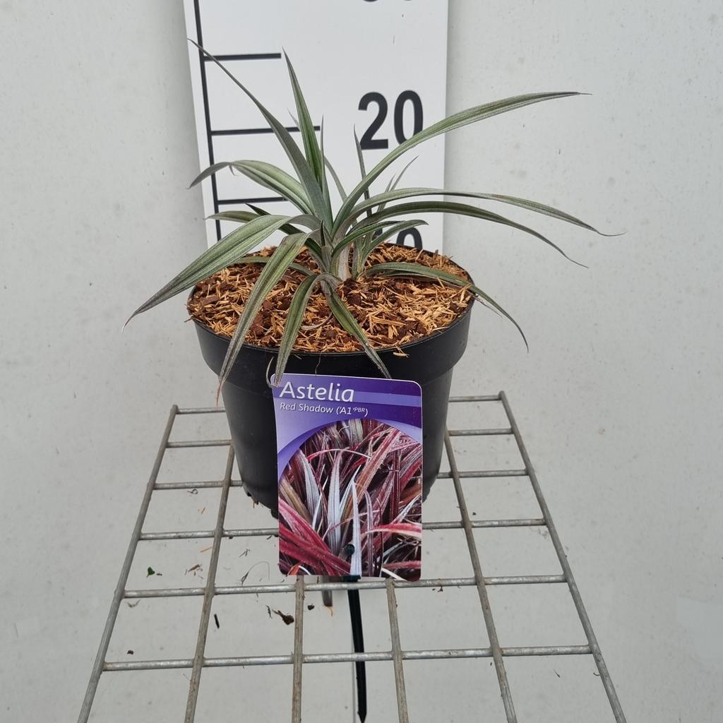 Obrázek Astelia ner. Red Shadow P17 (2 Ltr)