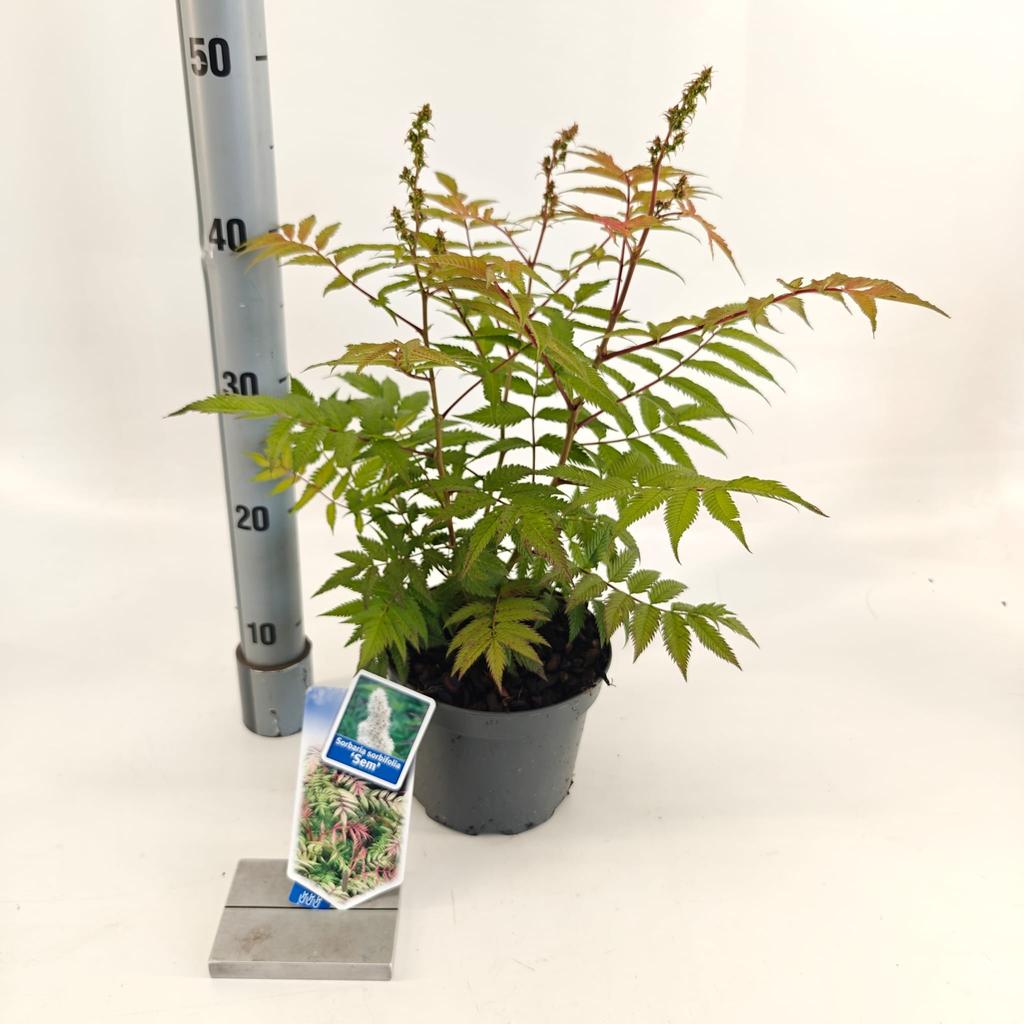 Picture of Sorbaria sorb. Sem P17 (2 Ltr)