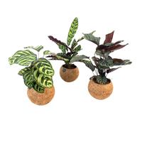 Kokodama Calathea varieties (No string)