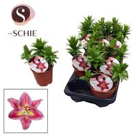 Lilium Oriental Watch Me Grow Reeleeze