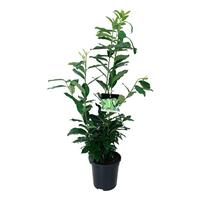 Prunus laur. Genolia ®