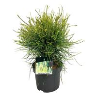 Platycladus or. Franky Boy