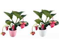 Medinilla magnifica Flamenco 2 etage 3/4 buds in mix ceramic