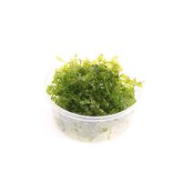 Lomariopsis lineata CUP - Tray 3 × 100 £ 2.70 (Tray) £ 2.66 Shelf £ 2.65 Trolley Tray £ 2.70 × 3 (0.2%)