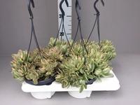 Crassula swaziensis variegata