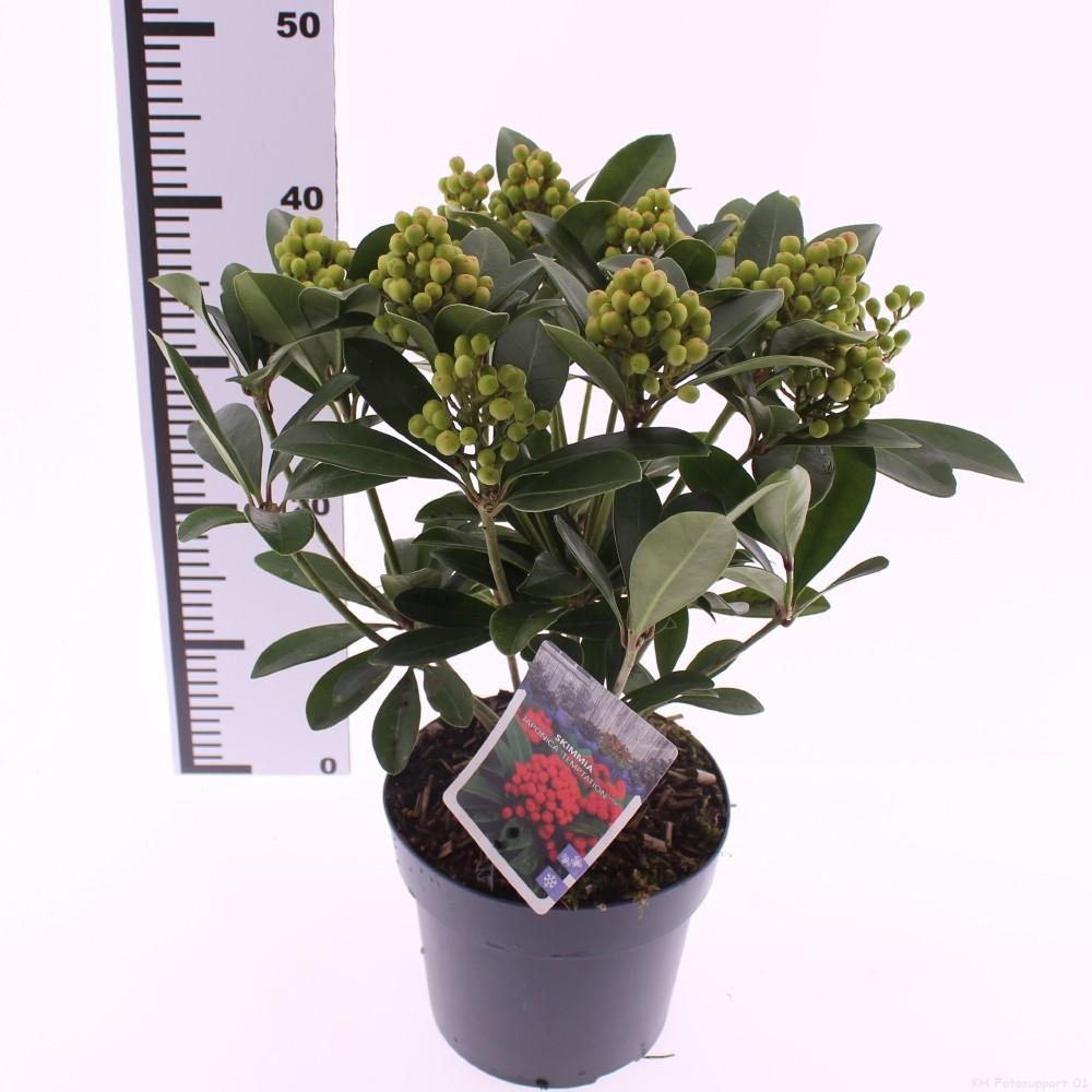 Obrazek Skimmia japonica Temptation PBR P19 (3 Ltr)