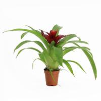 Guzmania (bromelia)