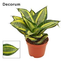 Sansevieria hahnii Jade multicolor