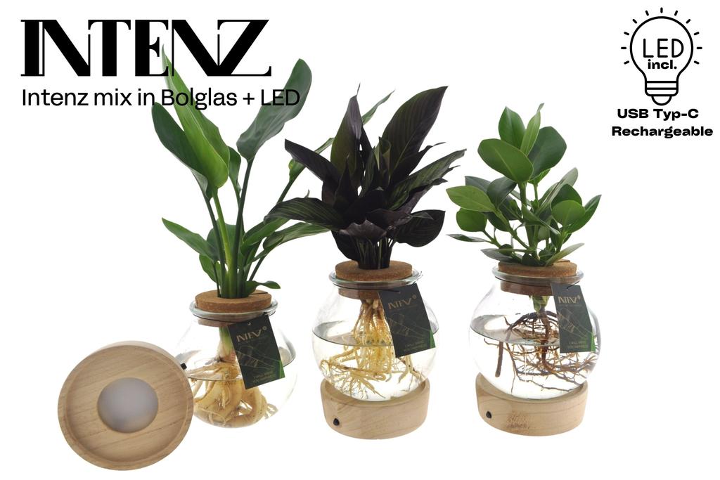 Picture of Hydroponic Intenz varieties in convex glass + LED P12 40CM