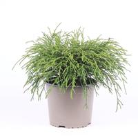 Chamaecyparis pis. Filifera Nana